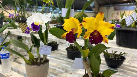 36ª Exposição de Orquídeas começa nesta sexta e marca o Dia Internacional da Mulher em Timbó 