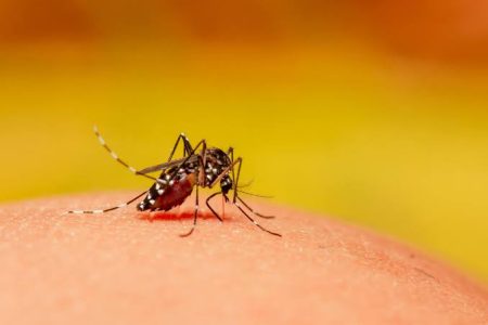 Blumenau confirma 2ª morte por dengue no município