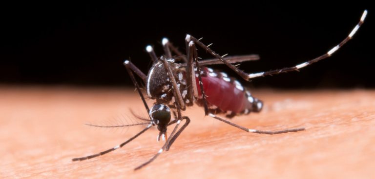 Blumenau registra 548 casos de dengue e 6 mortes