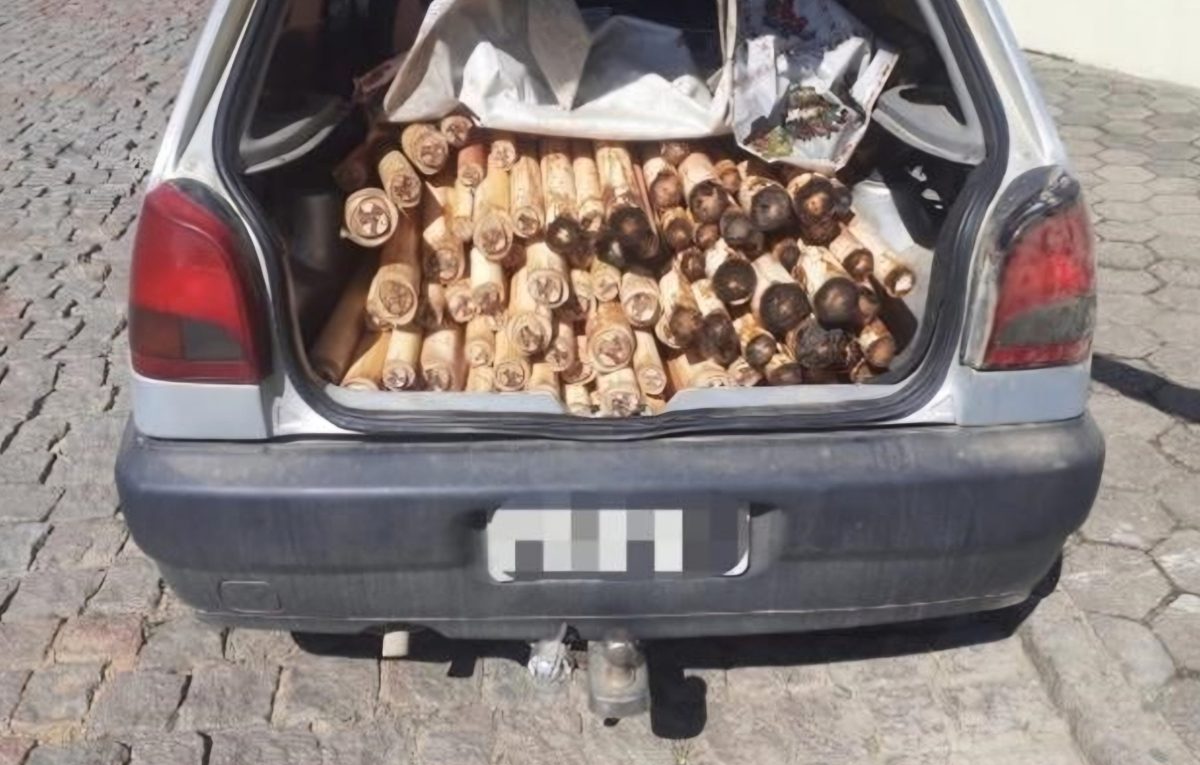 Em Rodeio, Polícia Ambiental apreende carga de palmito juçara em operação contra comércio ilegal