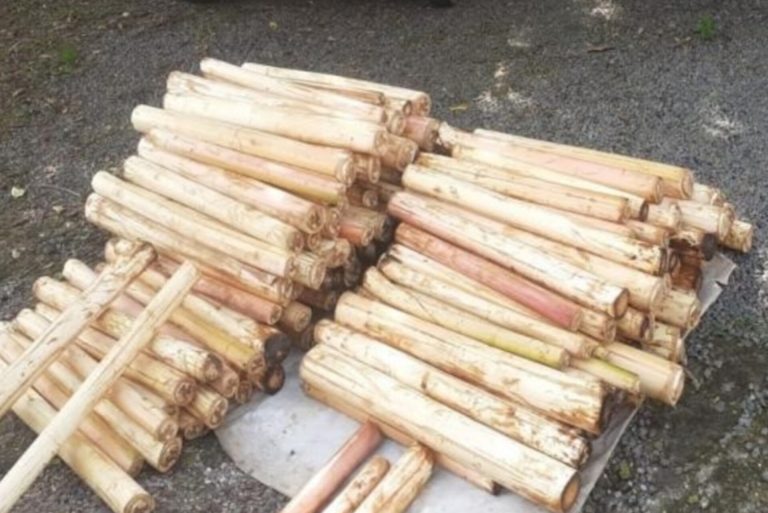 Em Rodeio, Polícia Ambiental apreende carga de palmito juçara em operação contra comércio ilegal