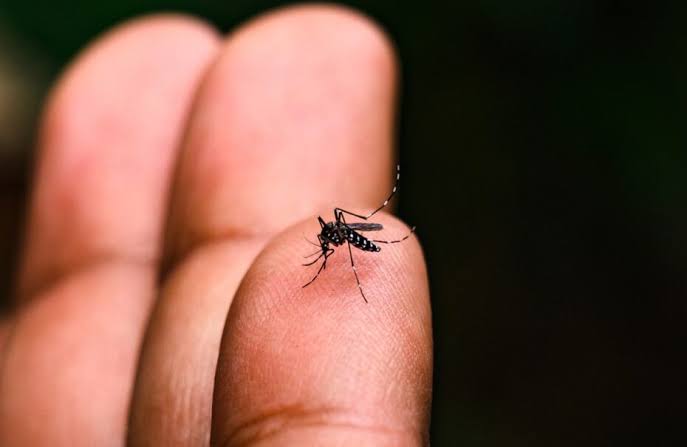 Mutirão contra a Dengue mobiliza profissionais da saúde em Timbó