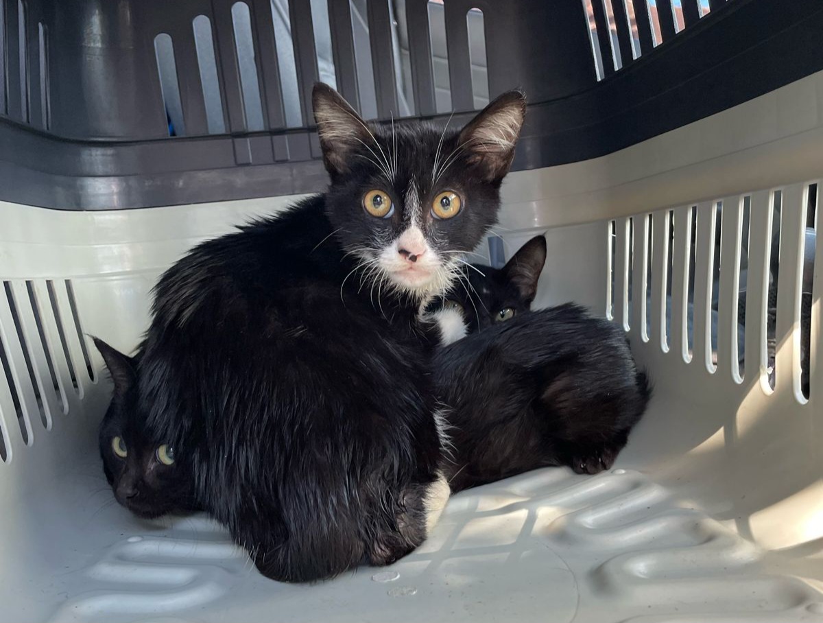 Polícia Civil resgata 4 gatos em situação de abandono na cidade de Blumenau 