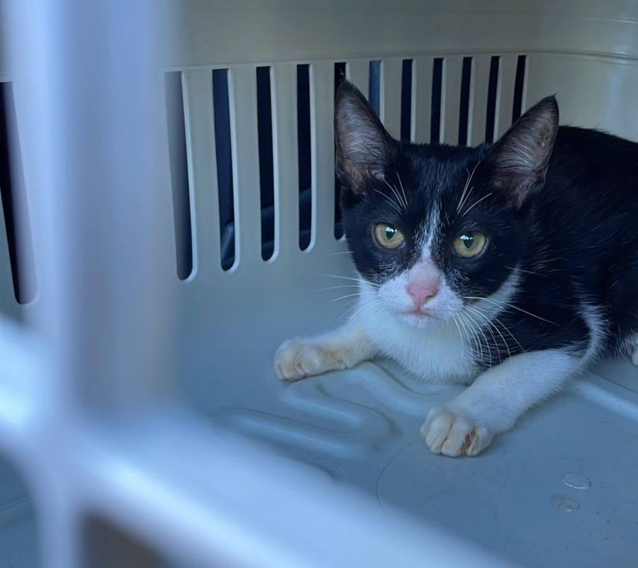 Polícia Civil resgata 4 gatos em situação de abandono na cidade de Blumenau 