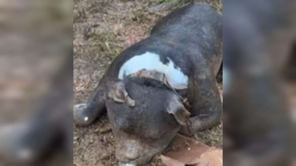 No Rio Grande do Sul, pitbull preso pela coleira morre afogado durante enchente