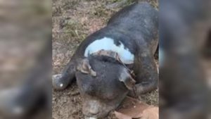 No Rio Grande do Sul, pitbull preso pela coleira morre afogado durante enchente