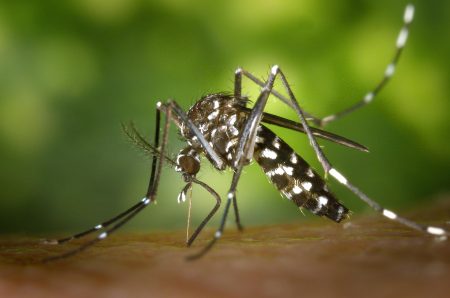 Prefeitura de Timbó confirma 1ª morte por dengue no município