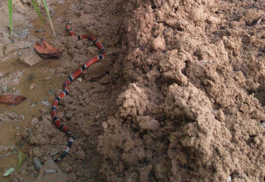 Cobra coral verdadeira é resgatada pelos bombeiros em escola de Timbó 