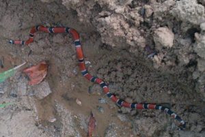 Cobra coral verdadeira é resgatada pelos bombeiros em escola de Timbó 