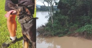 Durante buscas por Kaiser, o cão da PM que pode ter caído no rio, homem é encontrado ferido em Blumenau
