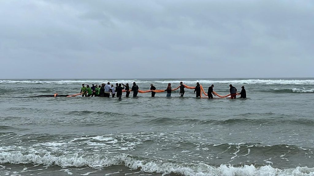 Filhote recém-nascido de baleia é devolvido ao mar em praia de Santa Catarina