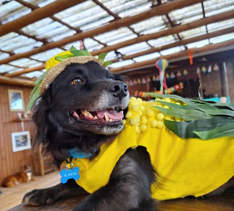 Cachorro de milho verde e fantasia de 