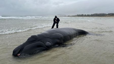 Filhote recém-nascido de baleia é devolvido ao mar em praia de Santa Catarina
