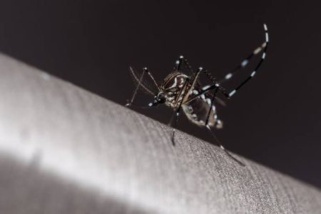 Prefeitura de Pomerode registra 24 novos casos de Dengue