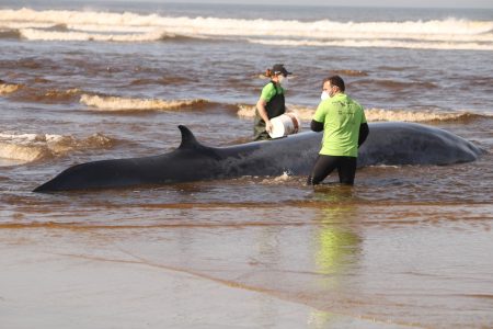 Baleia de 7 metros morre após ficar encalhada em praia de SC