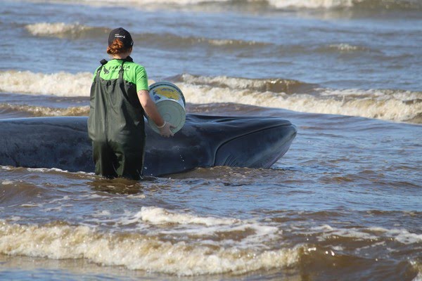 Baleia de 7 metros morre após ficar encalhada em praia de SC