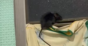 Cadela Julie salva o dia: vídeo de resgate de rato por cachorro se torna viral