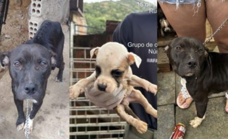 Cães são resgatados em Itapema após denúncia de maus-tratos; 2 estavam mortos