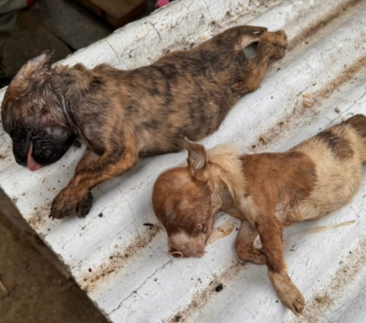 Cães são resgatados em Itapema após denúncia de maus-tratos; 2 estavam mortos