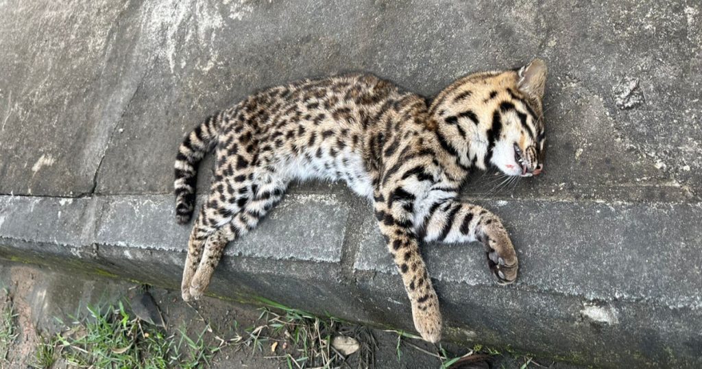 Jaguatirica é encontrada morta em Timbó