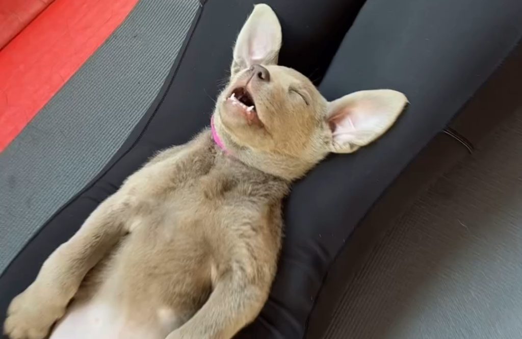 Cachorrinho viraliza após cair no sono durante aula de yoga