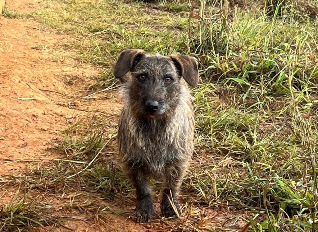 Em Indaial, Polícia Civil resgata 10 cães em situação de maus-tratos e prende tutor em flagrante