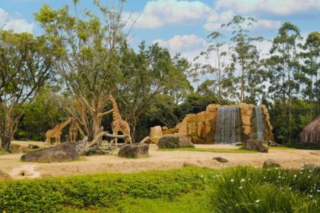 MPSC fiscaliza destino dos animais do Beto Carrero após fechamento do zoológico