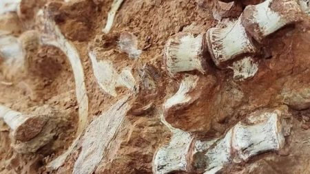 Fóssil de dinossauro é encontrado parcialmente exposto após enchente no RS