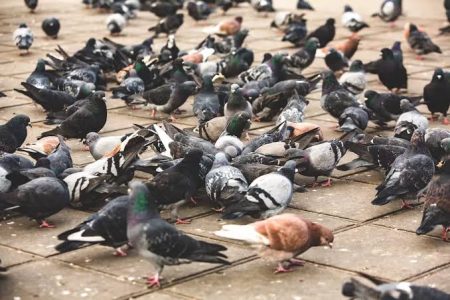 Vigilância Sanitária investiga uso de pombo como alimento em restaurante de Itajaí