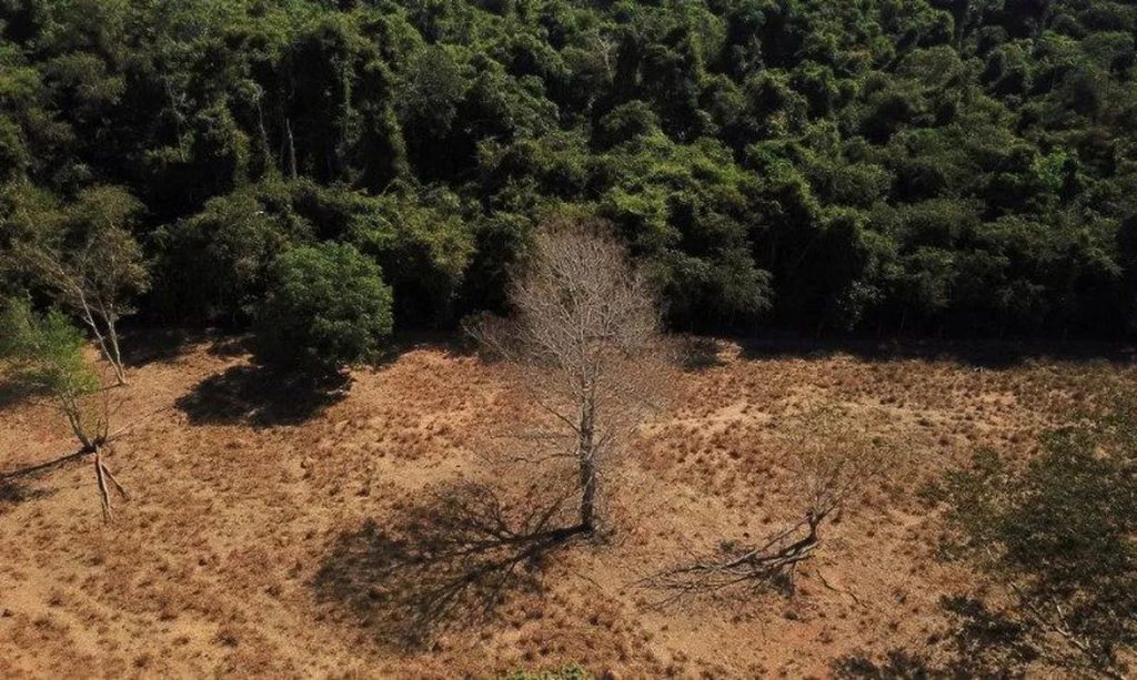 Brasil registra perda de 33% de suas áreas naturais, aponta relatório do MapBiomas