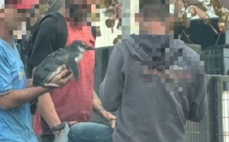 Pinguim é salvo após ser carregado em mochila por homens em situação de rua em Itapema 