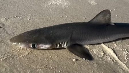 Tubarão Bico Doce é encontrado morto em praia de Bombinhas