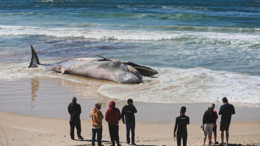 Em Imbituba, baleia é encontrada morta após encalhar na Praia do Rosa