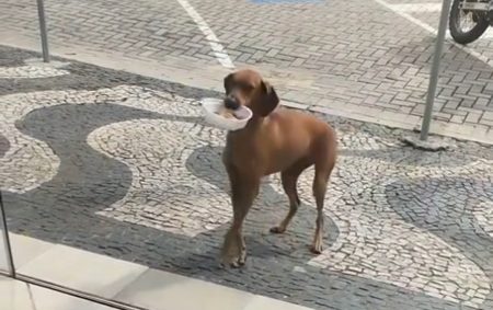 Cachorrinha de rua viraliza nas redes sociais após virar freguesa de restaurante