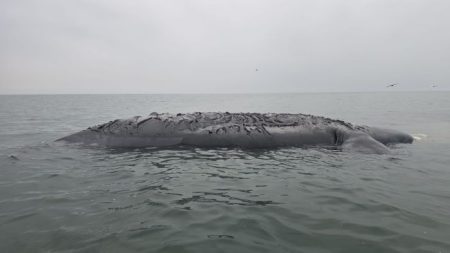 Baleia-franca é encontrada morta à deriva no litoral sul de Santa Catarina