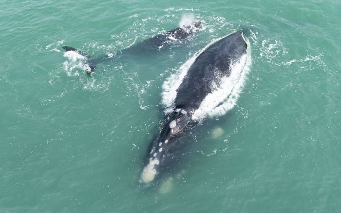 Baleia-franca é encontrada morta à deriva no litoral sul de Santa Catarina