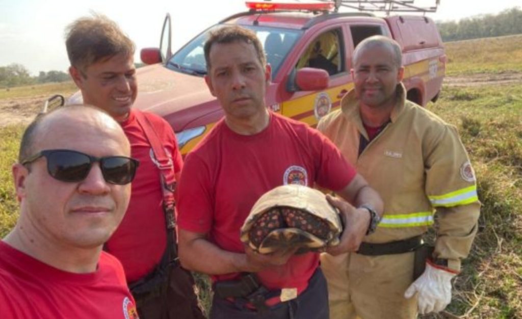 Bombeiros catarinenses resgatam animais durante combate à incêndios no Pantanal