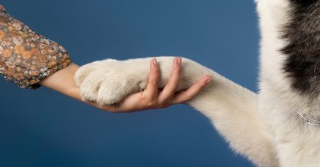 Mulher conquista pensão alimentícia para cachorro após separação