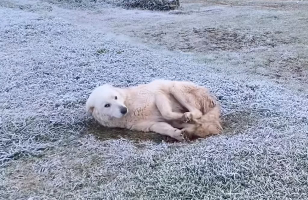 Cão viraliza ao ser flagrado descansando em quintal durante frio de -2°C em SC