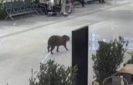 Capivara toma conta do aeroporto de Florianópolis; 'passeio' inusitado vira sensação online