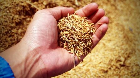 Conab vai doar sementes de arroz para agricultores familiares do RS