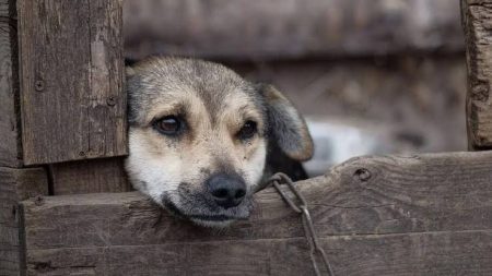 Homem é condenado a 3 anos de prisão após agredir cachorro com chicotadas em BC