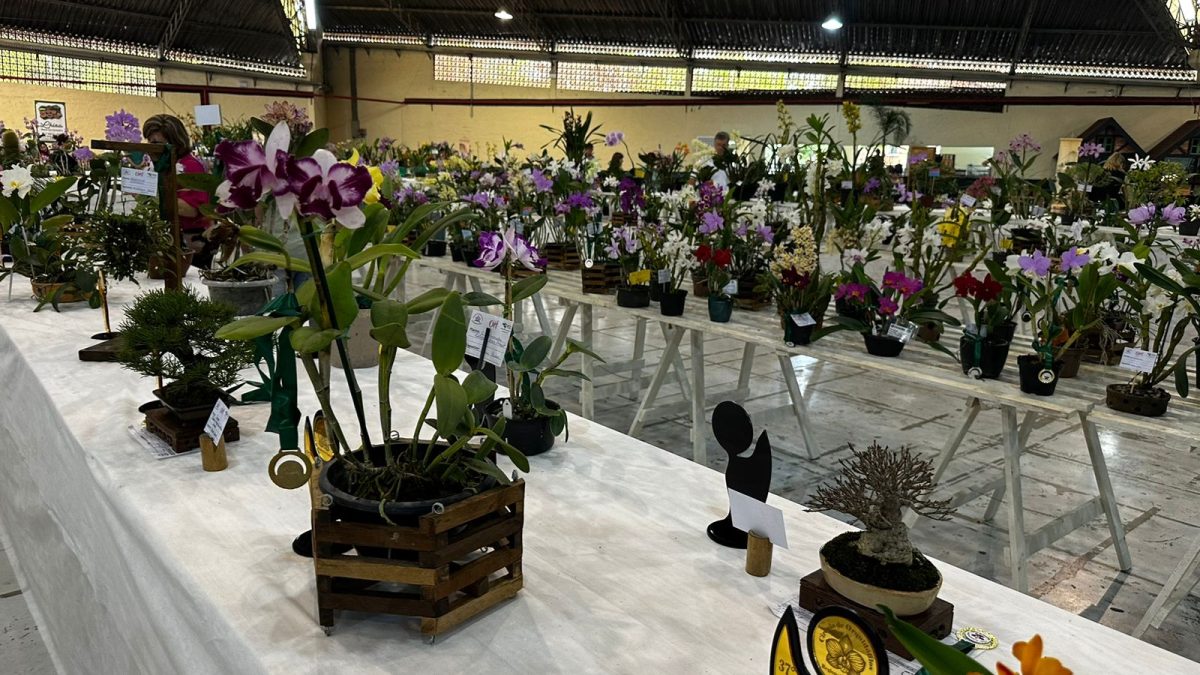 37ª Exposição de Orquídeas, em Timbó, começa e traz novidades, veja!