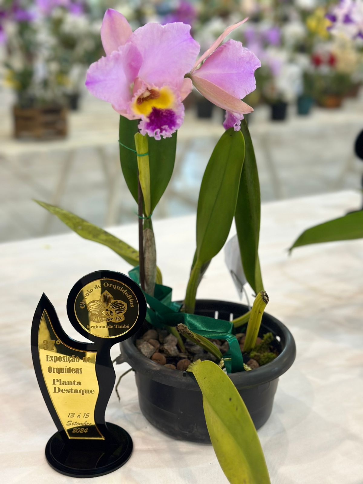 37ª Exposição de Orquídeas, em Timbó, começa e traz novidades, veja!