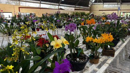 37ª Exposição de Orquídeas, em Timbó, começa e traz novidades, veja!