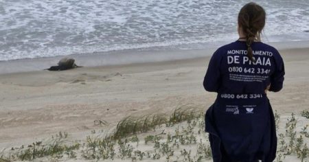 Elefante-marinho é flagrado dando à luz pela primeira vez em solo brasileiro em praia de SC