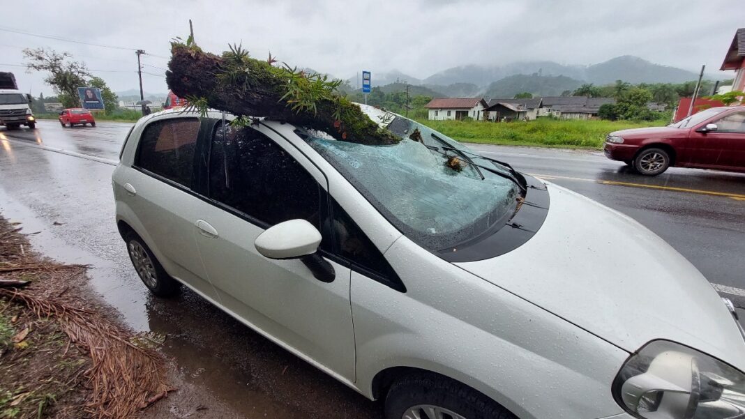 Motorista escapa ileso após árvore atingir carro na SC-421, em Pomerode