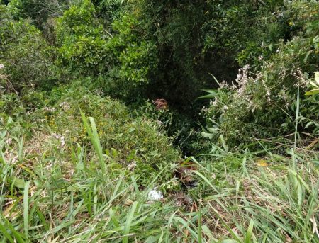 Mulher é resgatada após escorregar 15 metros em encosta no Pico da Bandeira, em Rio do Sul