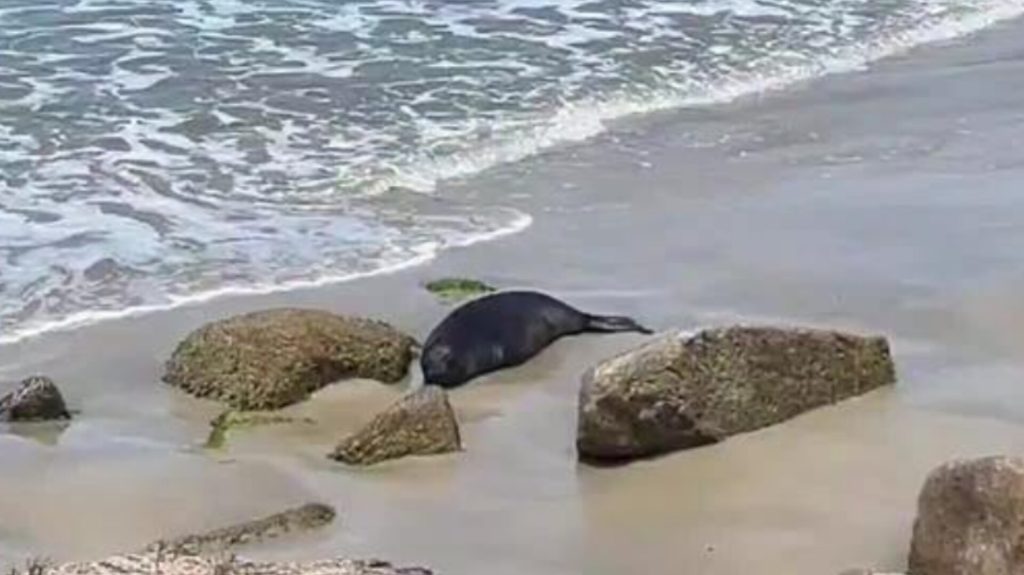 Filhote de elefante-marinho-do-sul segue sozinho em praia de SC após mãe partir