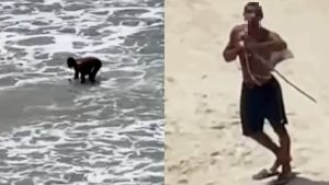 Homem é flagrado matando raias com lança em praia de Itapema